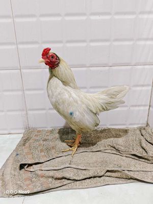 Gà tre bắc. Mua bán Gà tại Quận 8 Tp Hồ Chí Minh được đăng bởi Xuân Kiệt