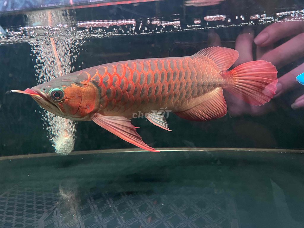 huyết long pcc. Mua bán Thú cưng khác tại Thành phố Thủ Đức Tp Hồ Chí Minh được đăng bởi thang con hình 1