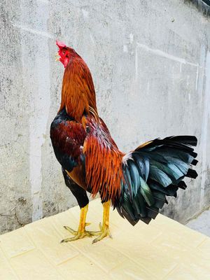 JAP MỸ 2,850KG TRẠNG 3KG. Mua bán Gà tại Huyện Nhà Bè Tp Hồ Chí Minh được đăng bởi GÀ ĐẸP