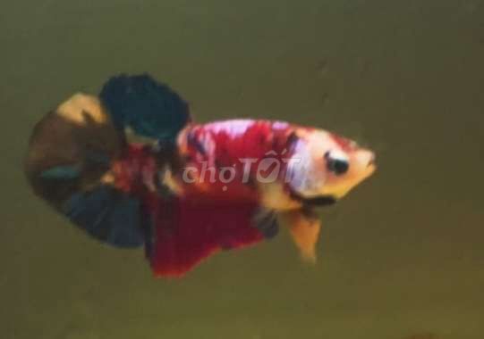 Cá Betta Nemo Galaxy 3,5 tháng. Mua bán Thú cưng khác tại Quận Bình Tân Tp Hồ Chí Minh được đăng bởi Thiện cảnh betta hình 1