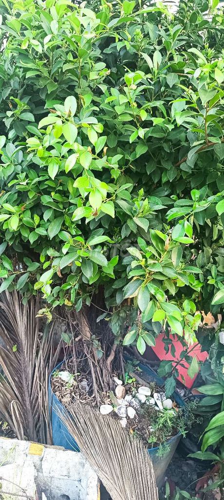 Cây rừa 2 cây. Mua bán Cây cảnh, đồ trang trí tại Thành phố Mỹ Tho Tiền Giang được đăng bởi Anh Em tkttt hình 1