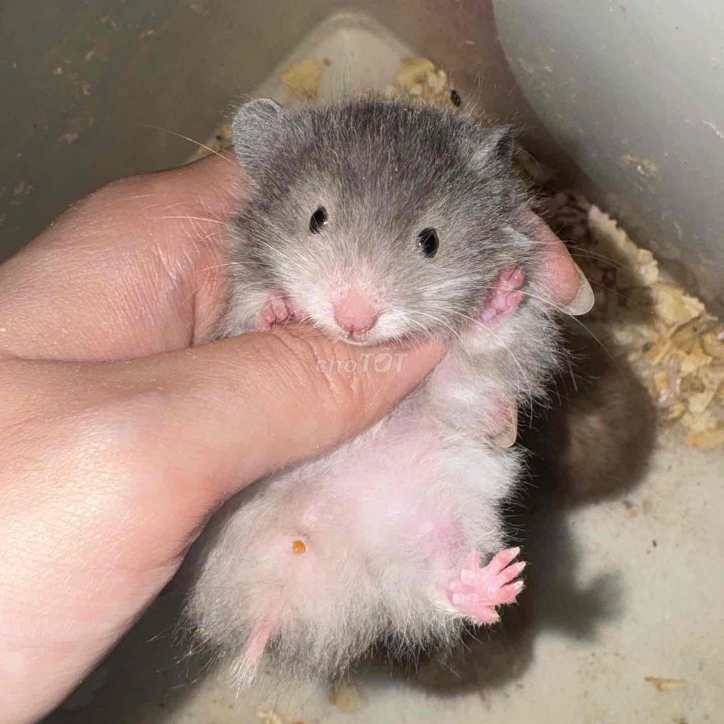Chuột Hamster Bear, Winter White tạng to F1, F2. Mua bán Thú cưng khác tại Huyện Nhà Bè Tp Hồ Chí Minh được đăng bởi Kemm hình 1