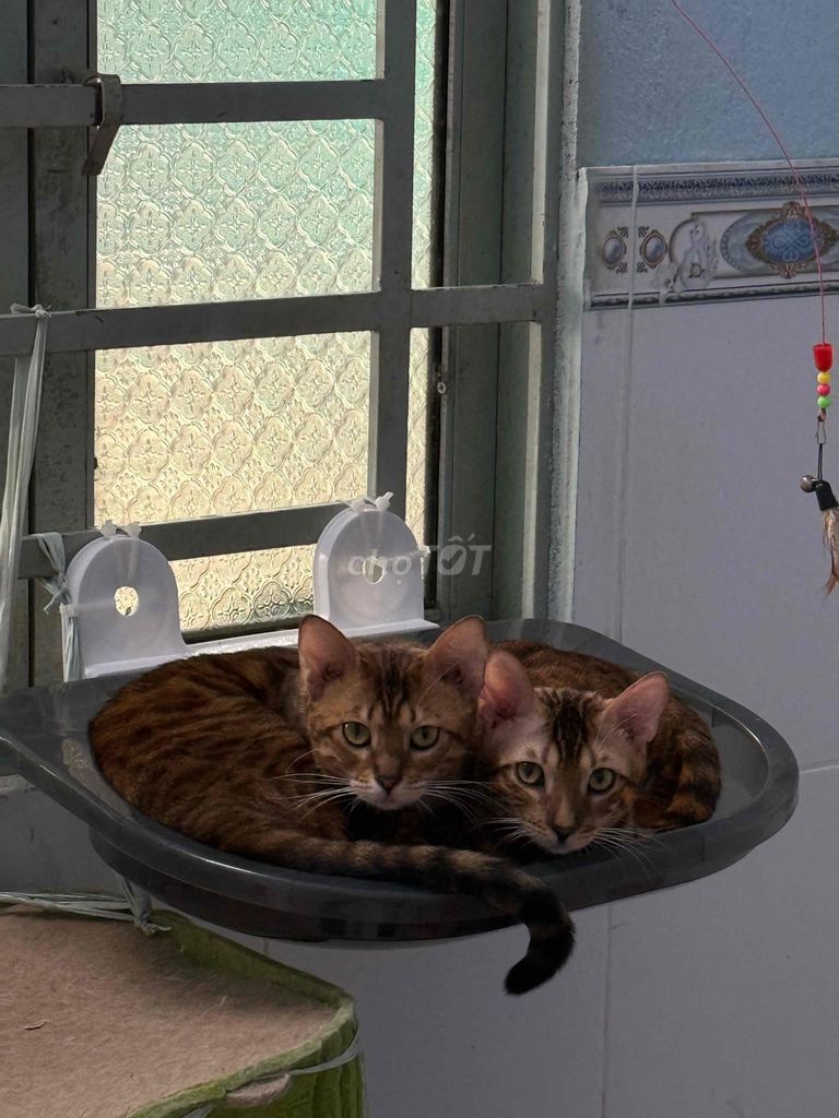 Mèo Bengal đực 6 tháng 4kg hơn 3 mũi. Mua bán Mèo tại Huyện Nhơn Trạch Đồng Nai được đăng bởi Thuan Nguyen hình 1