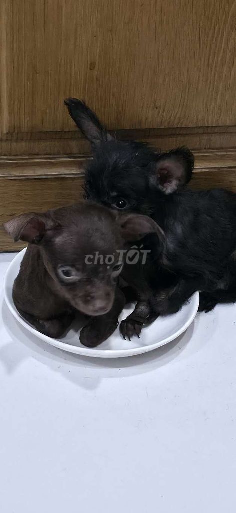 Chó Chihuahua lai Phốc Hươu 2 tháng. Mua bán Chó tại Thành phố Thủ Đức Tp Hồ Chí Minh được đăng bởi Tamtran hình 1