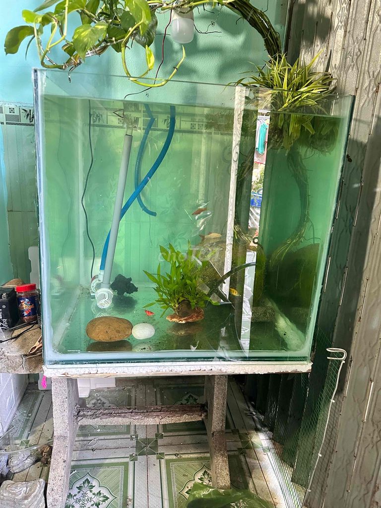 Hồ cá kính 60x60x60cm. Mua bán Phụ kiện, Thức ăn, Dịch vụ tại Quận 8 Tp Hồ Chí Minh được đăng bởi nguyen trung hoa hình 1