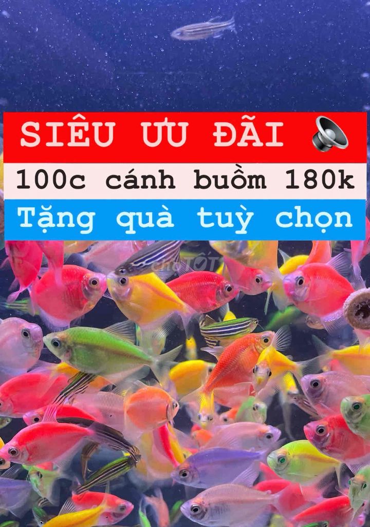 Siêu khuyến mãi cá cánh buồm + tặng quà tuỳ chọn