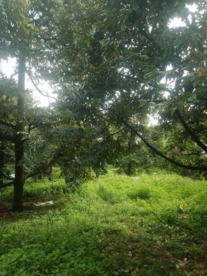 Cần bán 2 sào Đẫ Sầu Riêng năm thứ 10 Phú Thịnh