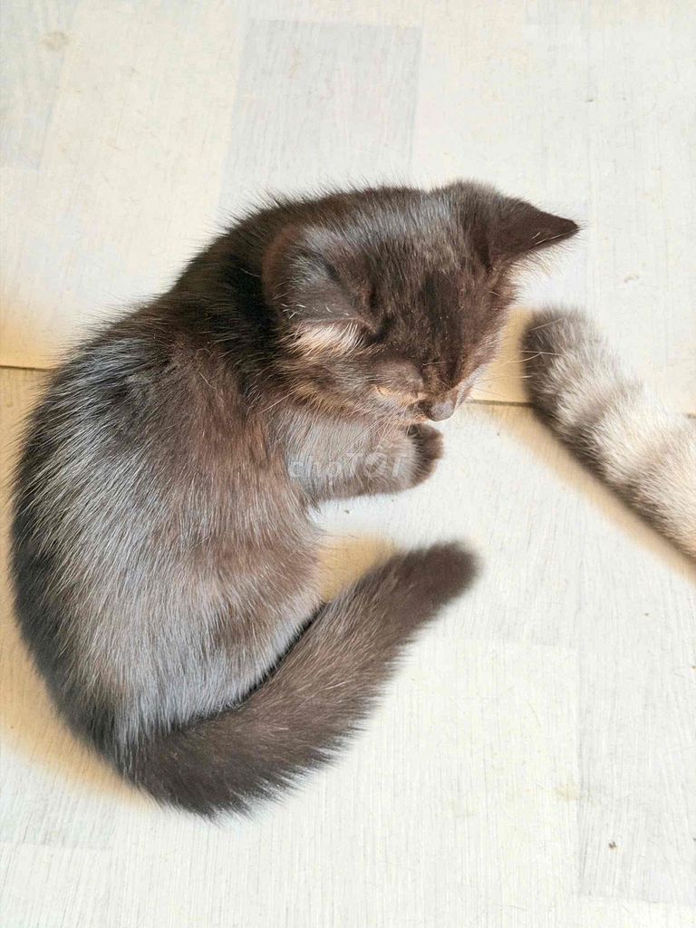 Mèo Anh lông ngắn cái 3 tháng. Mua bán Mèo tại Quận Tân Phú Tp Hồ Chí Minh được đăng bởi Rin hình 1