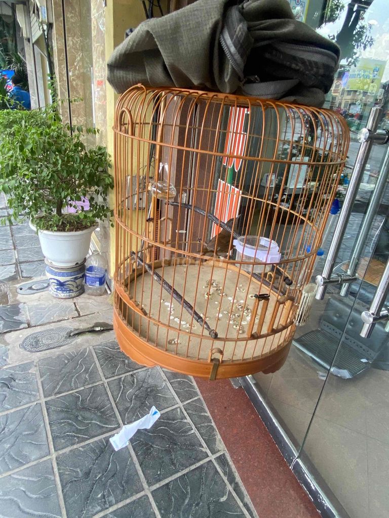 Chim Tiểu mi hót đảo giọng hay. Mua bán Chim tại Quận Hai Bà Trưng Hà Nội được đăng bởi Nguyễn Tùng hình 1