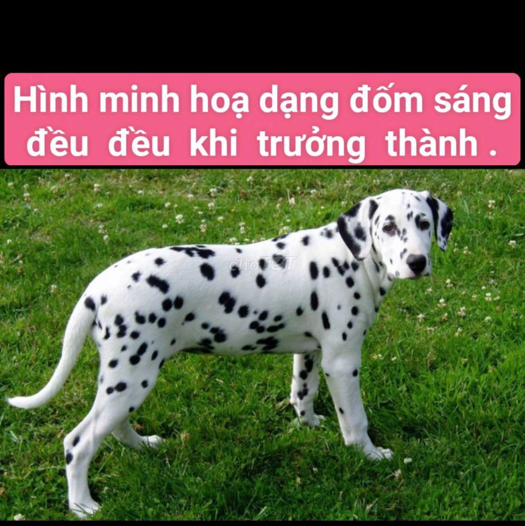 Mấy bé chó Đốm dạng vừa đều đều,kiểu hình minh họa