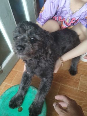 Cần tìm nhà cho hai bé poodle lai