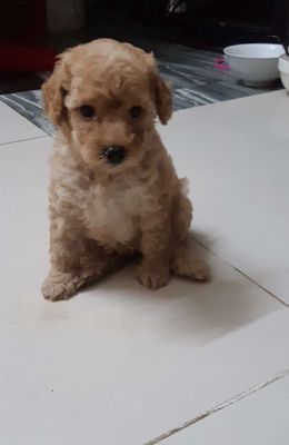 Bán chó Poodle. Mua bán Chó tại Quận Ngũ Hành Sơn Đà Nẵng được đăng bởi nữ nữ 