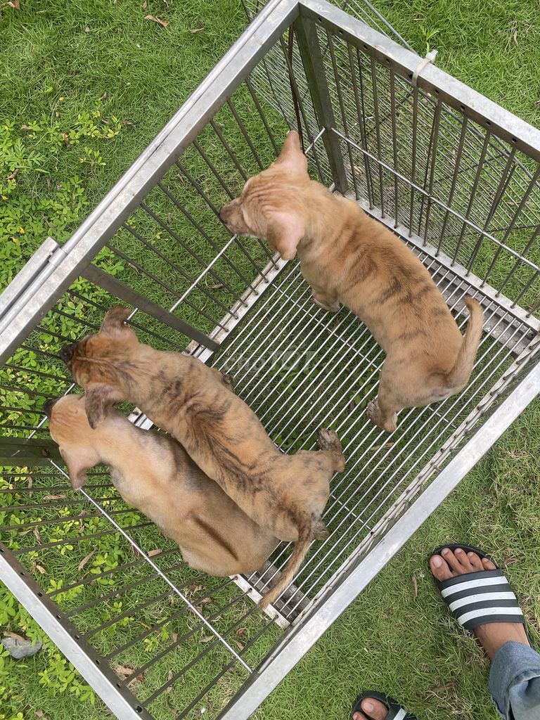 Chó Phú Quốc. Mua bán Chó tại Thành phố Thủ Dầu Một Bình Dương được đăng bởi Quang Trung hình 3