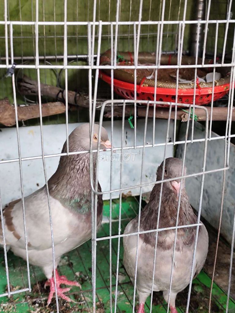Bồ câu Titan đang sinh sản. Mua bán Chim tại Thành phố Thủ Đức Tp Hồ Chí Minh được đăng bởi Phong Trần hình 1