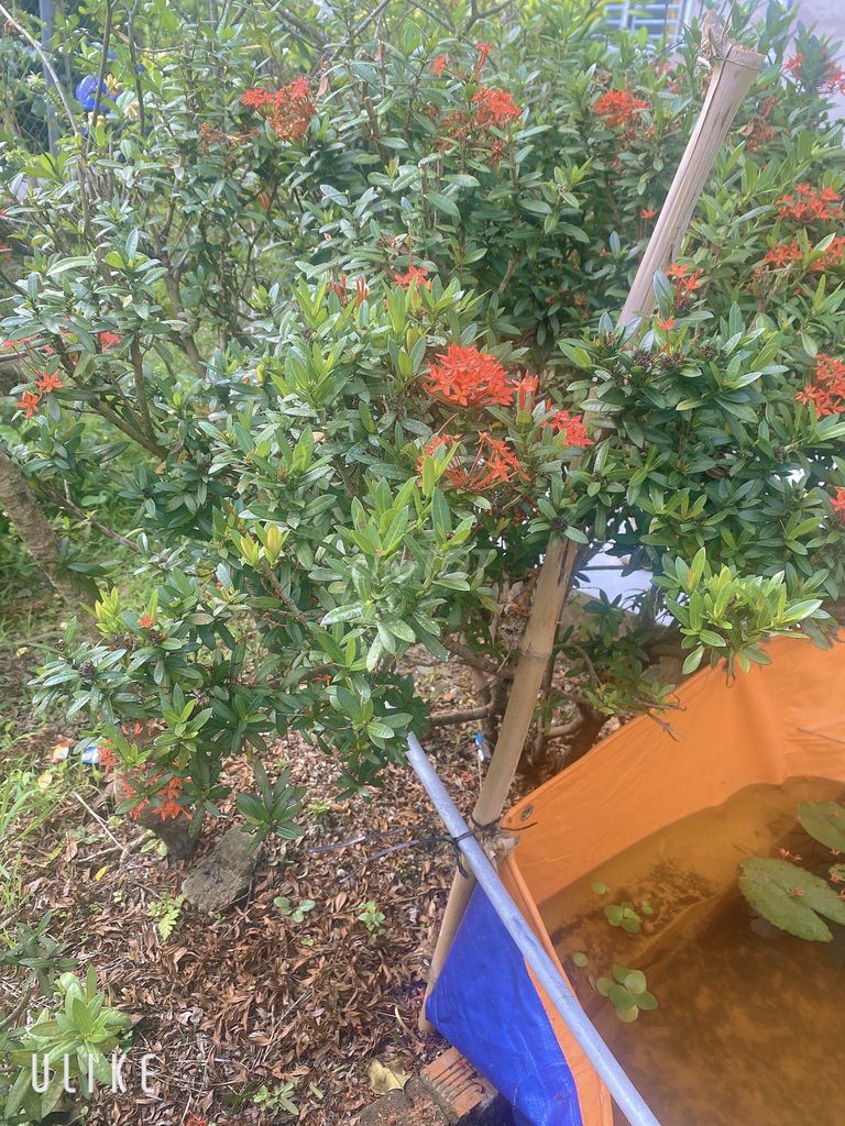 Cây cảnh Bông trang Đỏ. Mua bán Cây cảnh, đồ trang trí tại Quận Cái Răng Cần Thơ được đăng bởi phuc hình 1