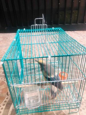ra đi em sáo đá. Mua bán Chim tại Quận Tân Bình Tp Hồ Chí Minh được đăng bởi Pham Hung