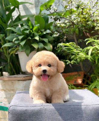 Poodle tiny thuần chủng. Mua bán Chó tại Thành phố Thuận An Bình Dương được đăng bởi THUẬN pet