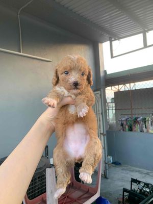 poodle tiny thuần