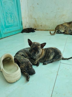 Chó Phú Quốc đực 1.5 tháng vằn