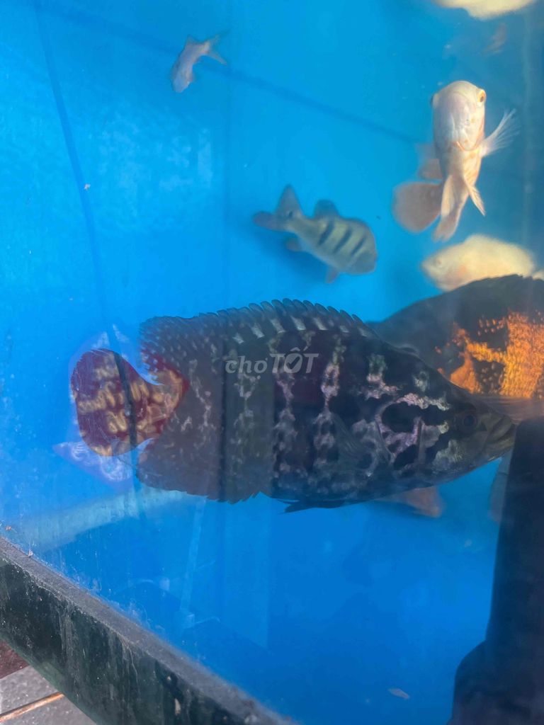 Tặng rô báo do không ghép cộng đồng được. Mua bán Thú cưng khác tại Huyện Bình Chánh Tp Hồ Chí Minh được đăng bởi Minh Tiến hình 1