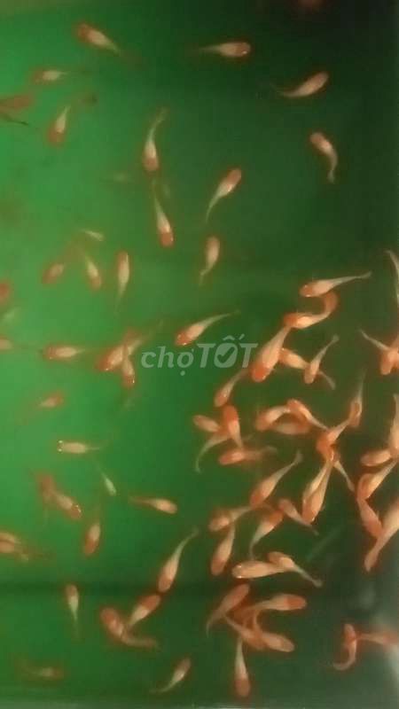 Koi red gene ear