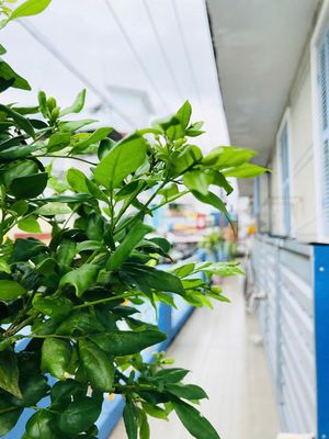 BÁN GẤP NHÀ CĂN GÓC 2 MT, KIẾN TRÚC CỔ ĐỘC ĐÁO, VỊ TRÍ VIP CHỢ Ô MÔN. Mua bán nhà ở tại Quận Ô Môn Cần Thơ được đăng bởi  Thiện Thành 