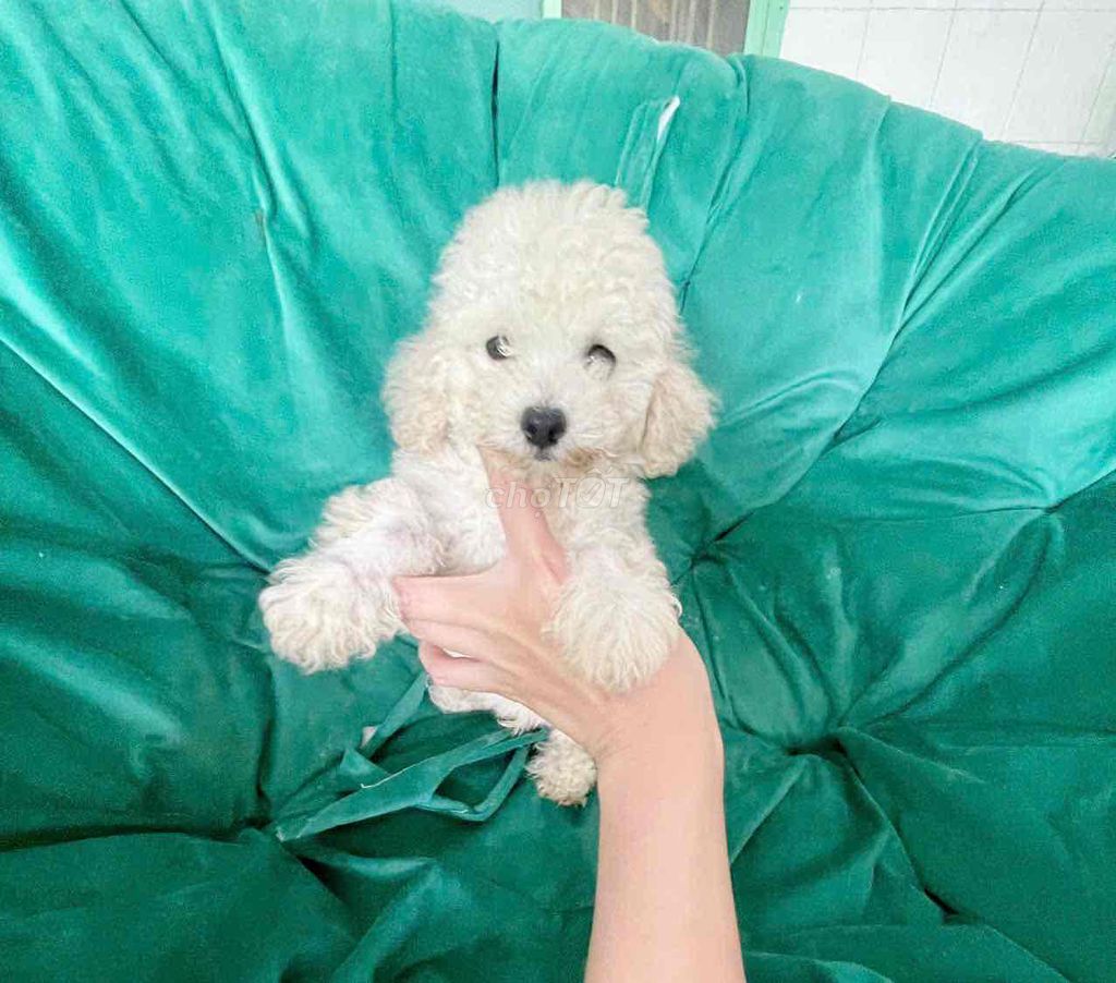 POODLE ĐỰC TRẮNG XINH