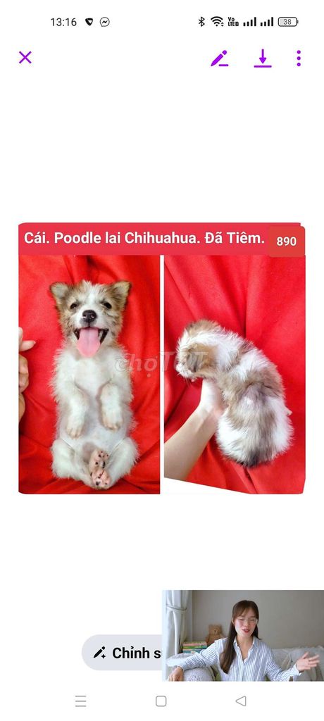 Chó Poodle lai Chihuahua  đã tiêm corgi becgie. Mua bán Chó tại Huyện Hóc Môn Tp Hồ Chí Minh được đăng bởi fb NH Táo bán điện thoại và chó mèo có ship hình 1