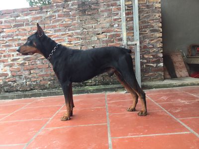 Cần tìm chủ mới cho chó Doberman vì bận công việc. Mua bán Chó tại Huyện Bình Xuyên Vĩnh Phúc được đăng bởi Nguyễn Huy Hoàng