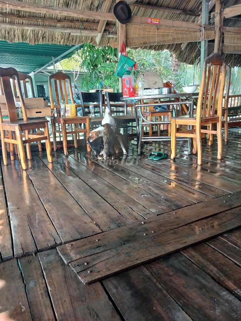 Chó Pitbull lai chó ta cái 3 tháng. Mua bán Chó tại Quận 8 Tp Hồ Chí Minh được đăng bởi Tri Le hình 1