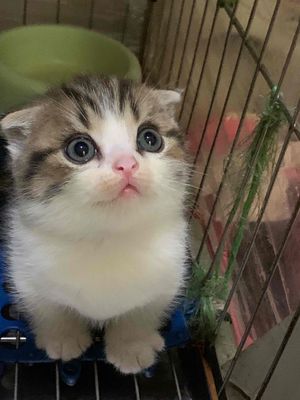 Mèo munchkin đực