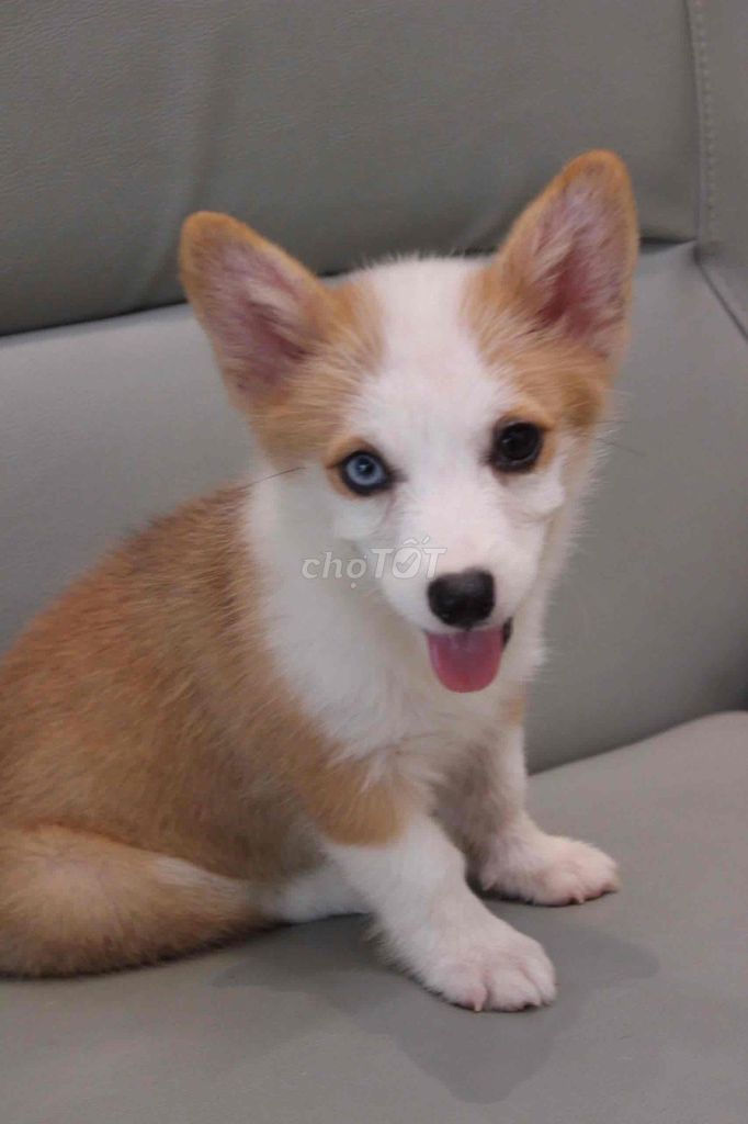 Chó Corgi mắt 2 màu đẹp hiếm. Mua bán Chó tại Thành phố Thủ Đức Tp Hồ Chí Minh được đăng bởi Phạm trung hình 1
