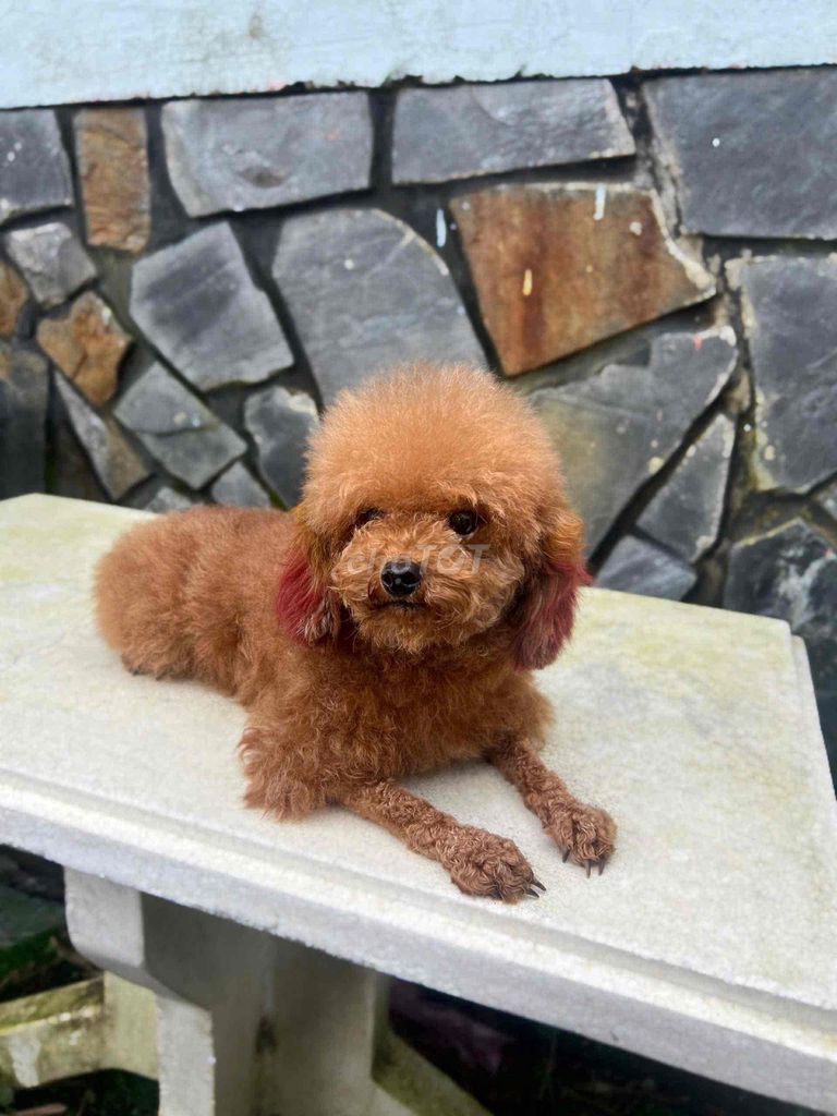 chó poodle tinycup cái hơn 1 tuổi