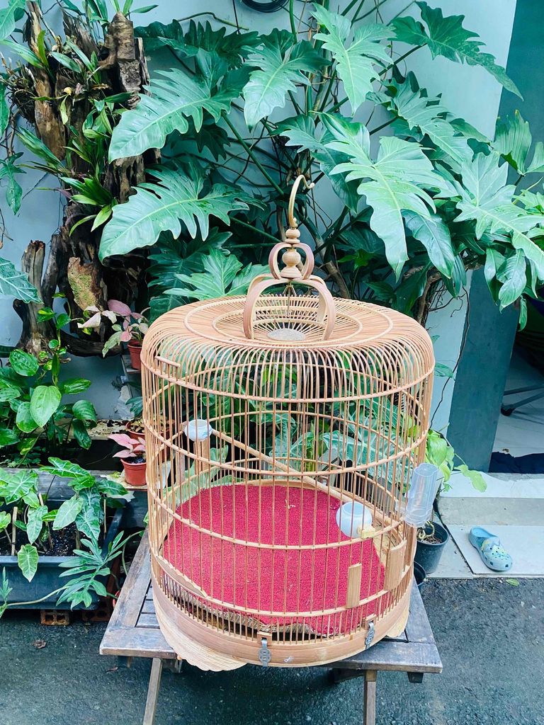 Lồng chim chích choè lửa 50-60. Mua bán Phụ kiện, Thức ăn, Dịch vụ tại Thành phố Thủ Đức Tp Hồ Chí Minh được đăng bởi Phạm Anh Tuyền hình 1