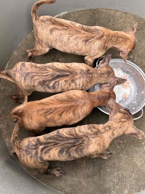 phú quốc lưỡi thép. Mua bán Chó tại Huyện Trảng Bom Đồng Nai được đăng bởi Hương