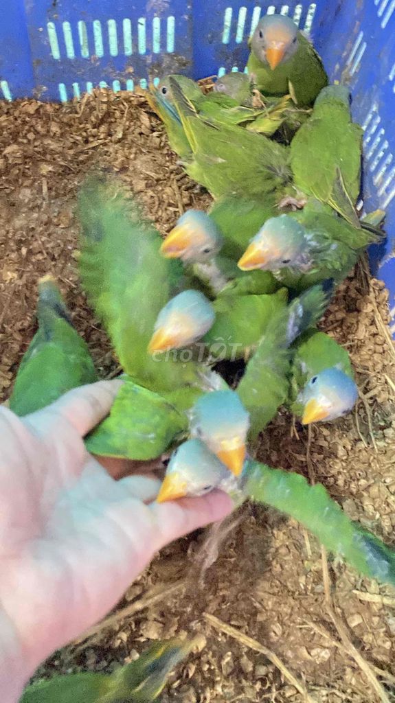 Vẹt Xanh lá Baby còn đút bột. Mua bán Chim tại Quận 12 Tp Hồ Chí Minh được đăng bởi đinh tuân hình 1