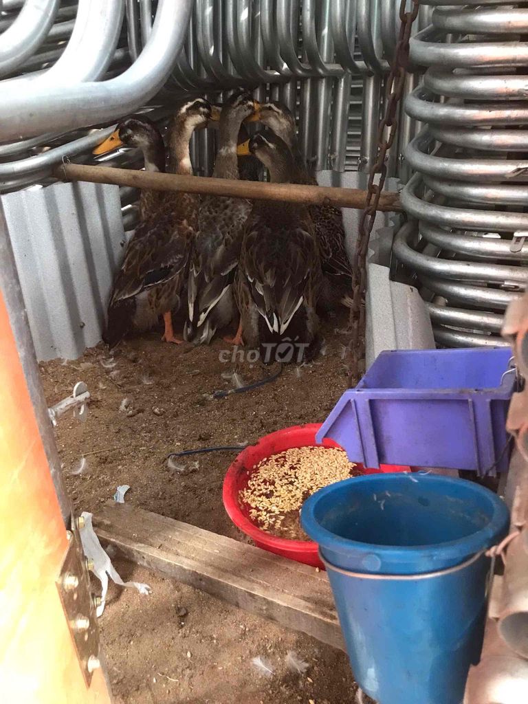 Vịt đồng 3-3.5kg/con Nâu. Mua bán Đồ ăn, thực phẩm và các loại khác tại Huyện Trảng Bom Đồng Nai được đăng bởi Sắt Thép Quang Sáng hình 1