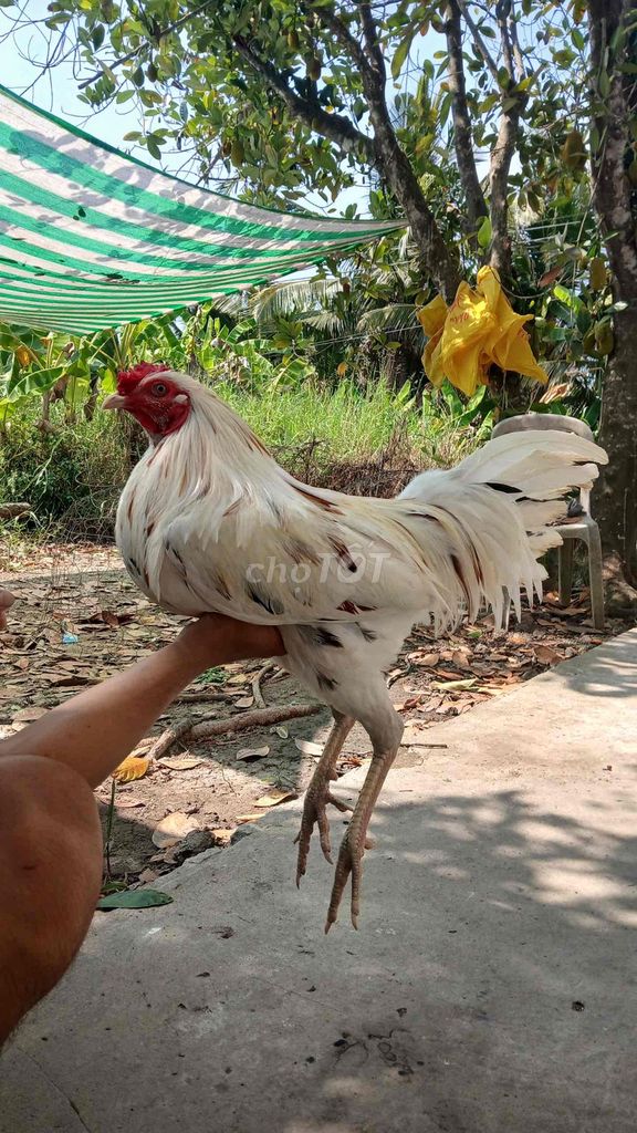 Gà tơ Trắng Đực. Mua bán Gà tại Thị xã Bến Cát Bình Dương được đăng bởi Hn Giang hình 1