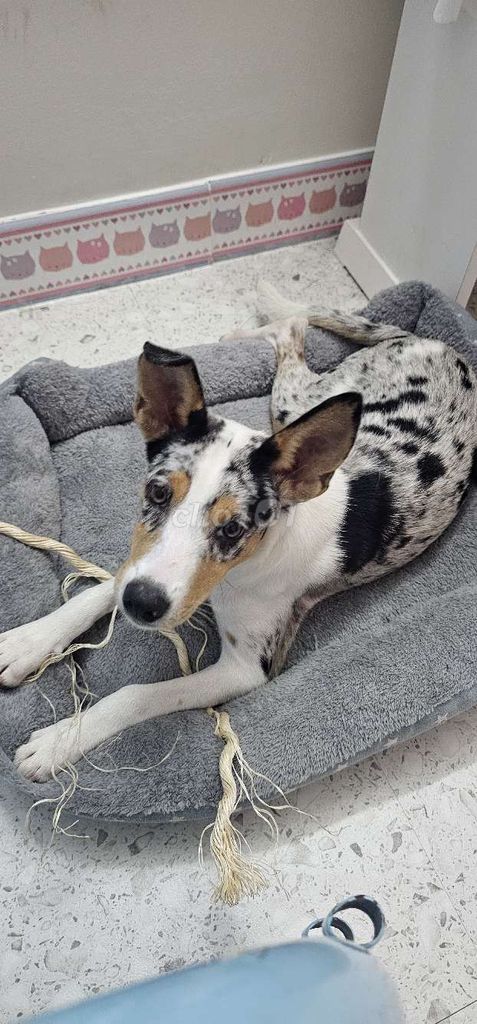 Chó Collie cái 4 tháng tuổi màu hiếm. Mua bán Chó tại Quận 12 Tp Hồ Chí Minh được đăng bởi Grace Huynh hình 1