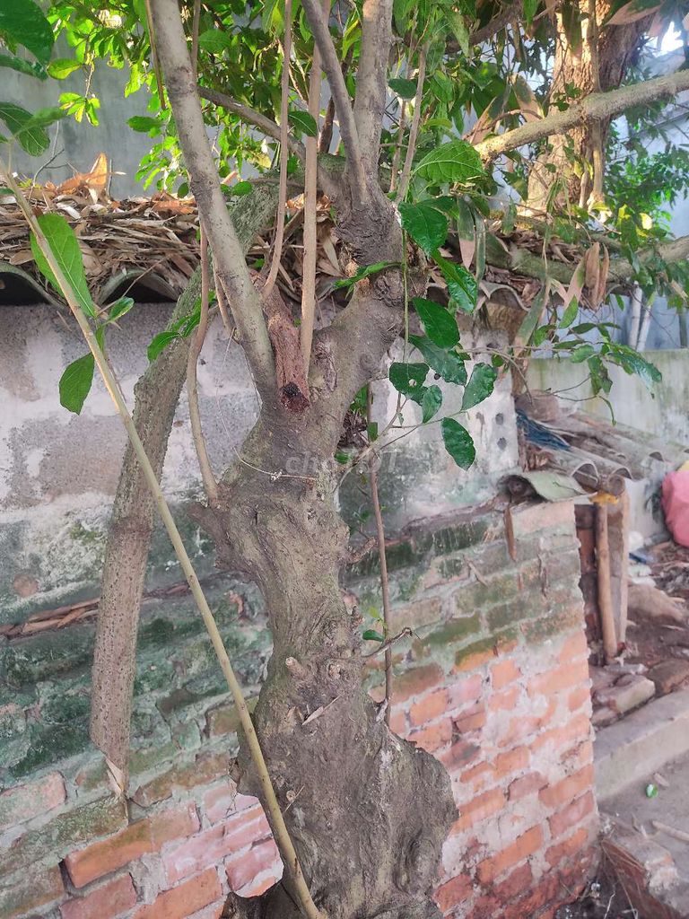 Cây ruối 25 năm. Mua bán Cây cảnh, đồ trang trí tại Huyện Hưng Hà Thái Bình được đăng bởi manhquân hình 1