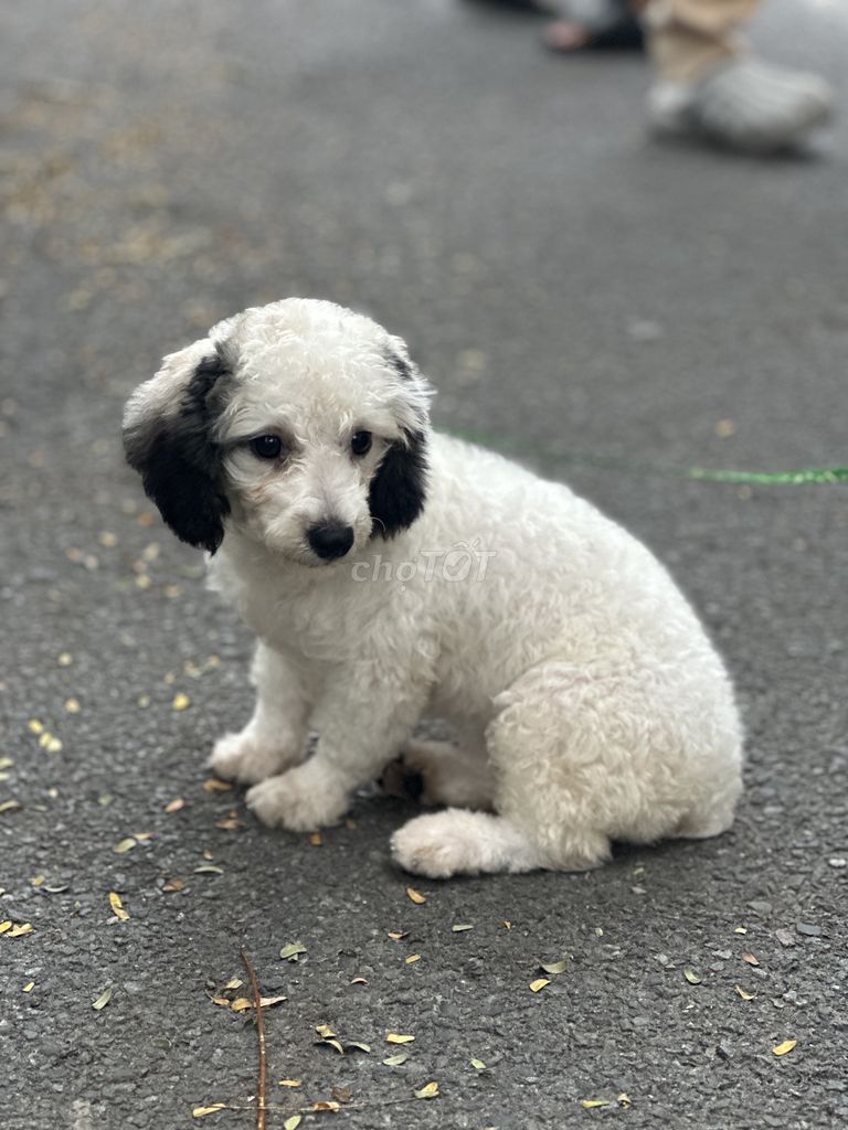 Chó Poodle Tinycup Cái Trắng 4 tháng. Mua bán Chó tại Thành phố Thủ Đức Tp Hồ Chí Minh được đăng bởi Ngọc thảo hình 1