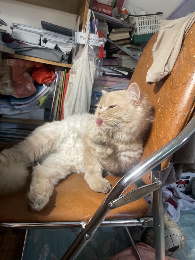 Mèo ALD đực- Màu Caramel Vân mây hiếm. Mua bán Mèo tại Quận Đống Đa Hà Nội được đăng bởi Vu Thu Phuong hình 1