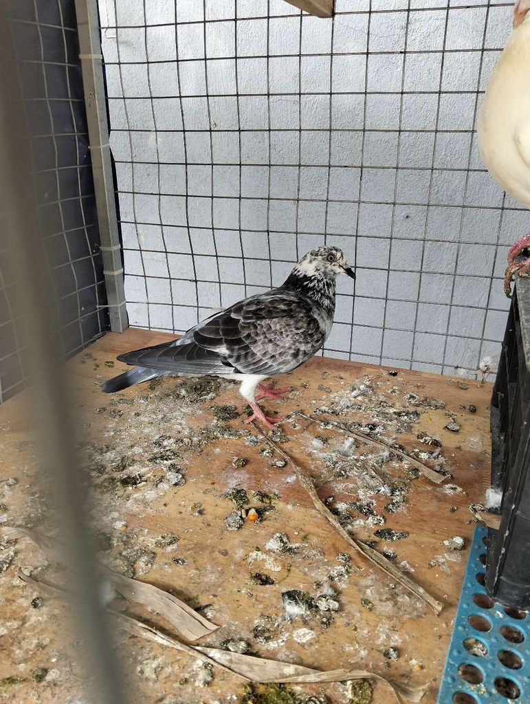 Bán cặp bồ câu. Mua bán Chim tại Quận 5 Tp Hồ Chí Minh được đăng bởi Vĩnh Đạt hình 1