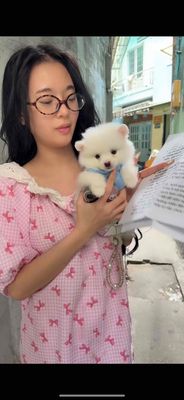 poodle , phốc sóc chuẩn đẹp tiêm phòng đầy đủ.. Mua bán Chó tại Quận Tân Bình Tp Hồ Chí Minh được đăng bởi Minh vương hình 1