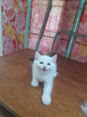 Mèo anh lông dài. Mua bán Mèo tại Thành phố Thủ Đức Tp Hồ Chí Minh được đăng bởi Vo van danh