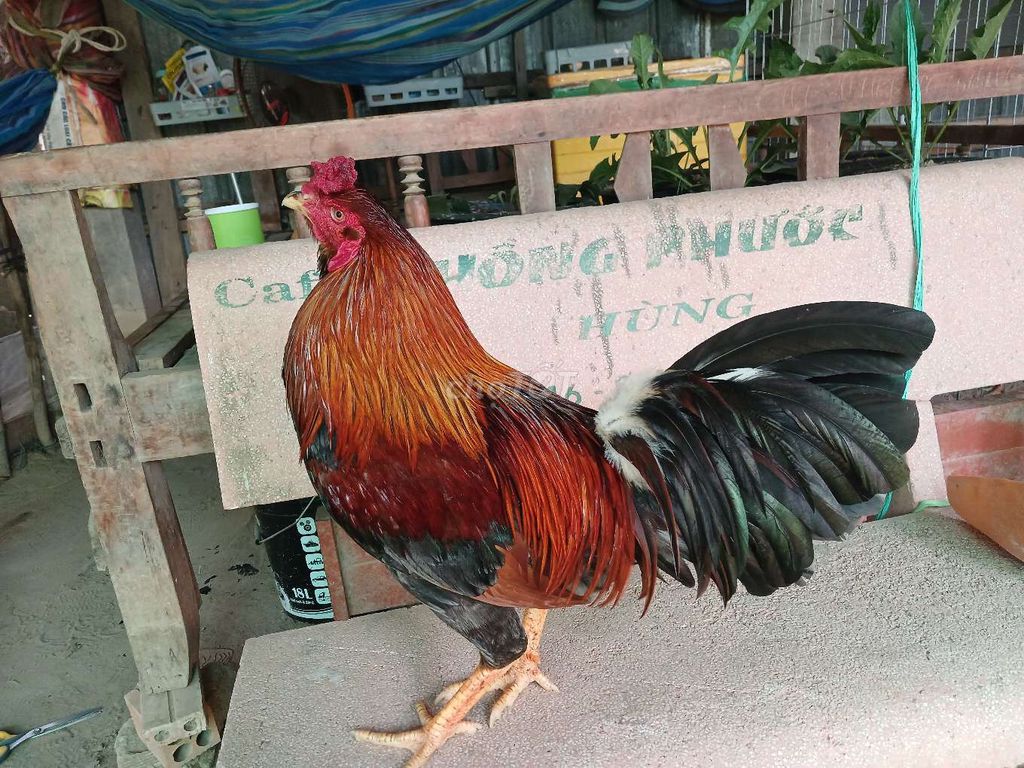 Xám điều 2.95kg. Mua bán Gà tại Huyện An Phú An Giang được đăng bởi Gà 67G1 hình 1