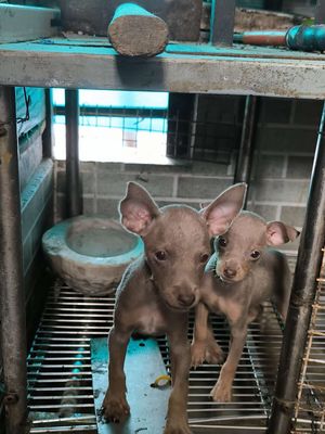 Tìm chủ mới cho  2 bé phốc hươu. Mua bán Chó tại Quận 8 Tp Hồ Chí Minh được đăng bởi  Duy Khang nguyen