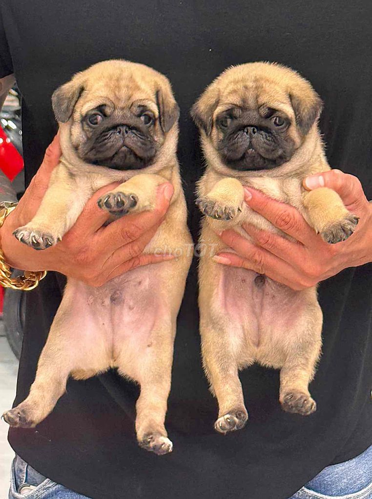 chó pug dòng chân ngắn. Mua bán Chó tại Quận Bình Tân Tp Hồ Chí Minh được đăng bởi Trang  hình 1