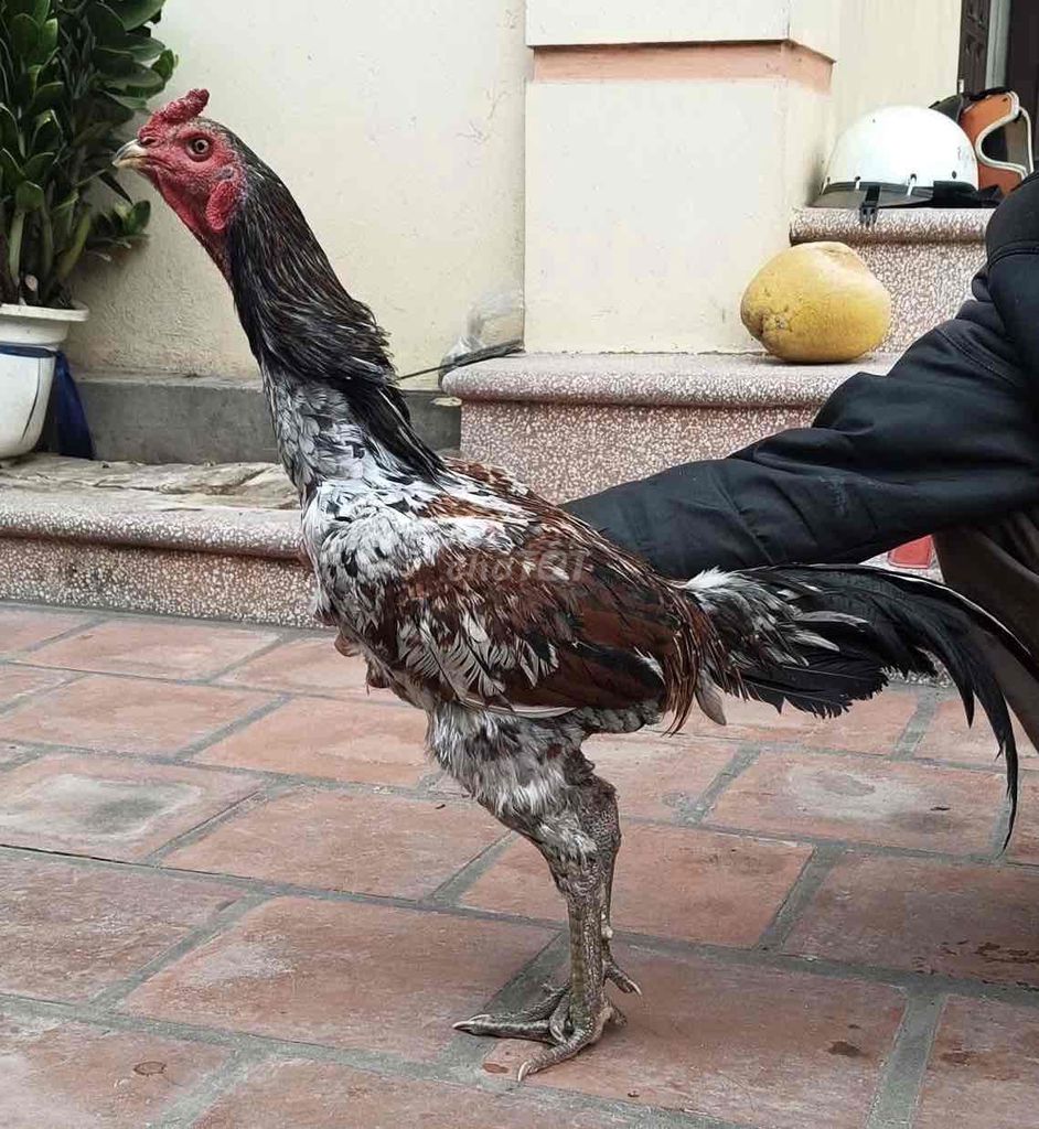 Gà chọi Thái Lan Xám hồng. Mua bán Gà tại Huyện Mê Linh Hà Nội được đăng bởi Nguyễn trung hiếu hình 1