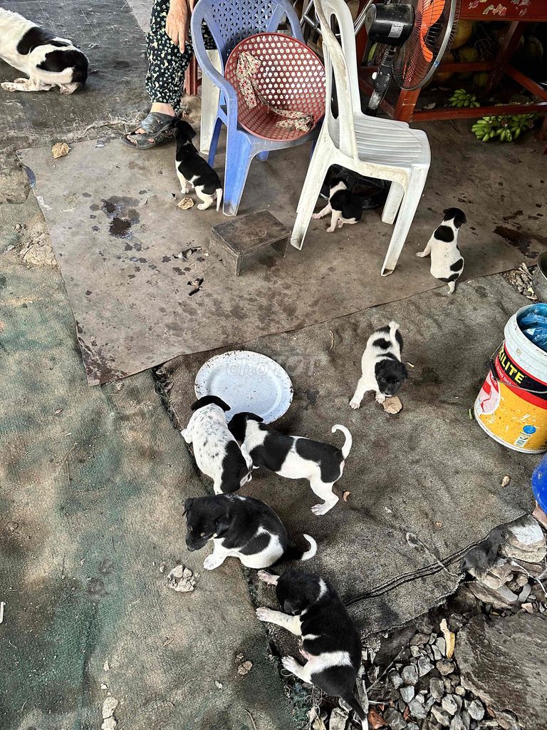 Chó đốm lai Đen trắng phú quốc. Mua bán Chó tại Quận Bình Thạnh Tp Hồ Chí Minh được đăng bởi Châu hình 1